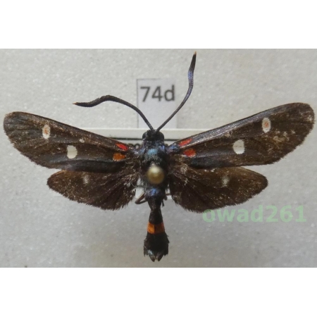 Zygaena ephialtes ines Reiss, 1968 Spain74d